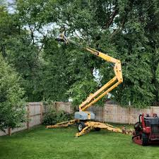 Best Tree Maintenance Programs  in Sealy, TX