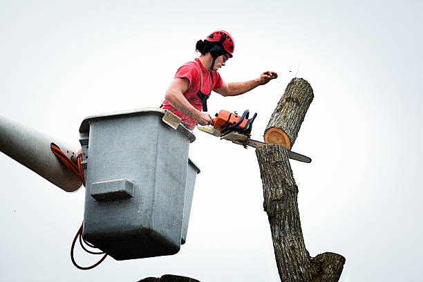 Best Leaf Removal  in Sealy, TX